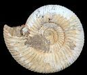Perisphinctes Ammonite - Jurassic #54215-1